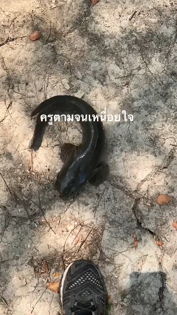 ตกปลากแก้ มส